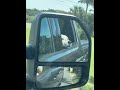 #happydog #happyguy #dogsofyoutube #geriatrics #olddog #geriatricdog #enjoyinglife #lovelife #fyp
