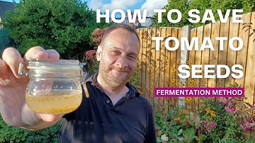 How to Collect, Save and Store Tomato Seeds from Tomatoes | Fermentation Method using Water