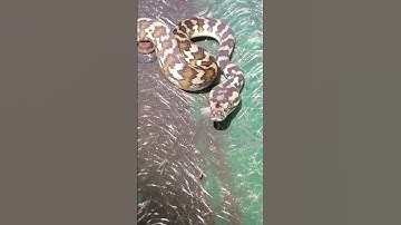 CLOSE UP: Darwin Carpet Python 🐍 🐍 #Shorts #carpetpython