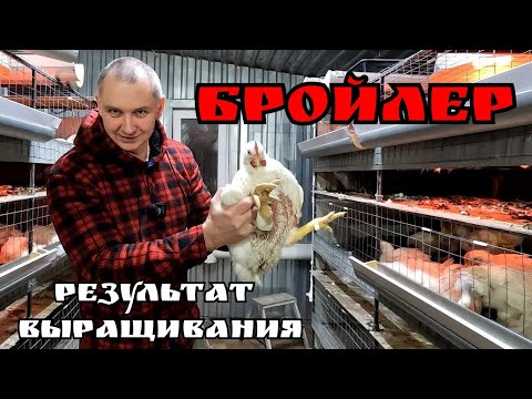 Башкирский бройлер - Арбор Айкрес или "Кобб - 700" / Выращивание бройлера от яйца до тушки