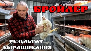 Башкирский бройлер - Арбор Айкрес или 