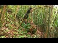 Người Rừng-Tập 49 - Người Rừng Bị Anh Dân Tộc H'mông Bắt - Forest people were arrested