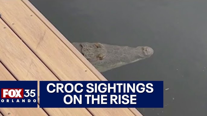 Crocodile seen swimming under Pompano Beach pier 