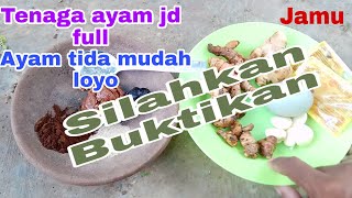 cara menambah stamina dan daya tahan tubuh ayam bangkok dengan bahan alami.. 