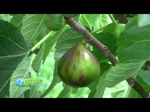 Video: Feige - Ficus Carica - Thermophile Pflanze Für Den Anbau In Wannen