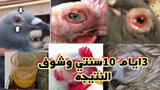 علاج التهاب العين | دمعه العين والنهجان وعلاج التنفسي والبرد عند الحمام والدجاج