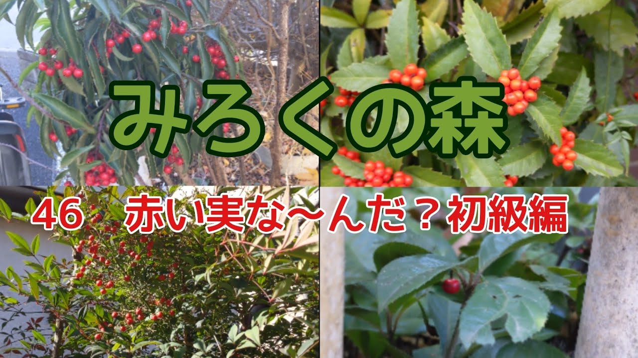 46 赤い実な〜んだ？初級編 - YouTube