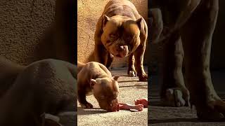 Raw Mealtime Chronicles Mother Pitbulls Savage Sustenance For Her Offspring