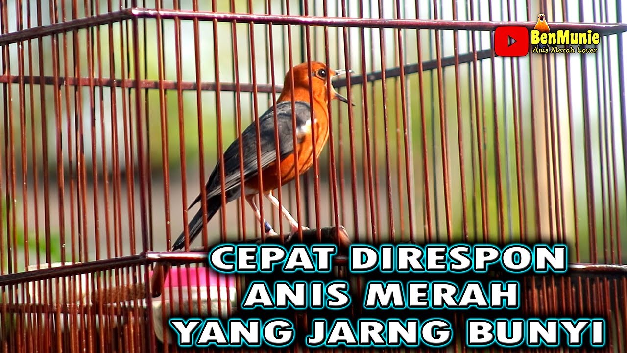 BIAR CEPET SINGSET DAN GACOR PUTARKAN SUARA ANIS MERAH INI