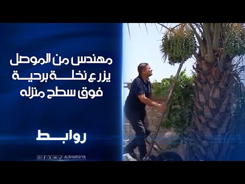 مهندس من مدينة الموصل ينجح في زراعة نخلة برحية فوق سطح منزله روابط
