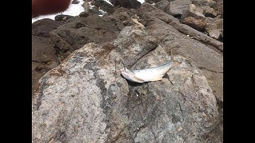 Câu Cá Chéc Và Cái Kết Ko Thể Buồn Hơn