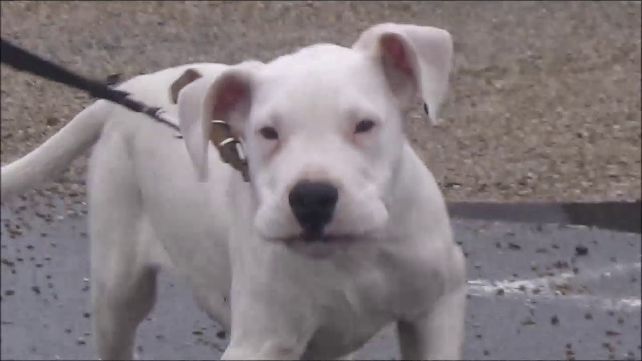 Education Dogue Argentin GUS