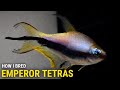 How i bred emperor tetras at home