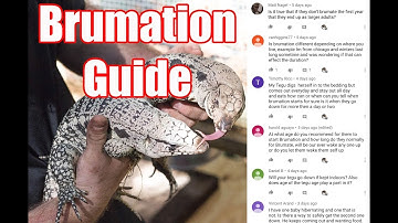 Tegu Brumation Guide!  Q&A