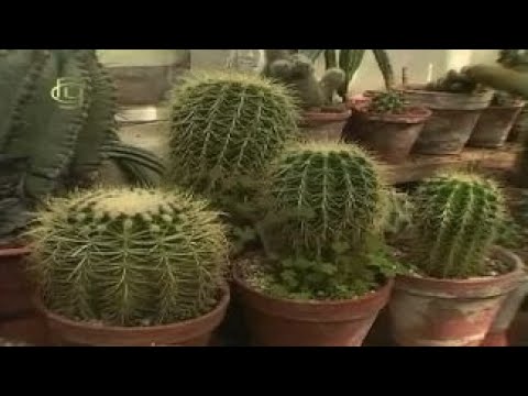 Экологические группы растений. Ксерофиты