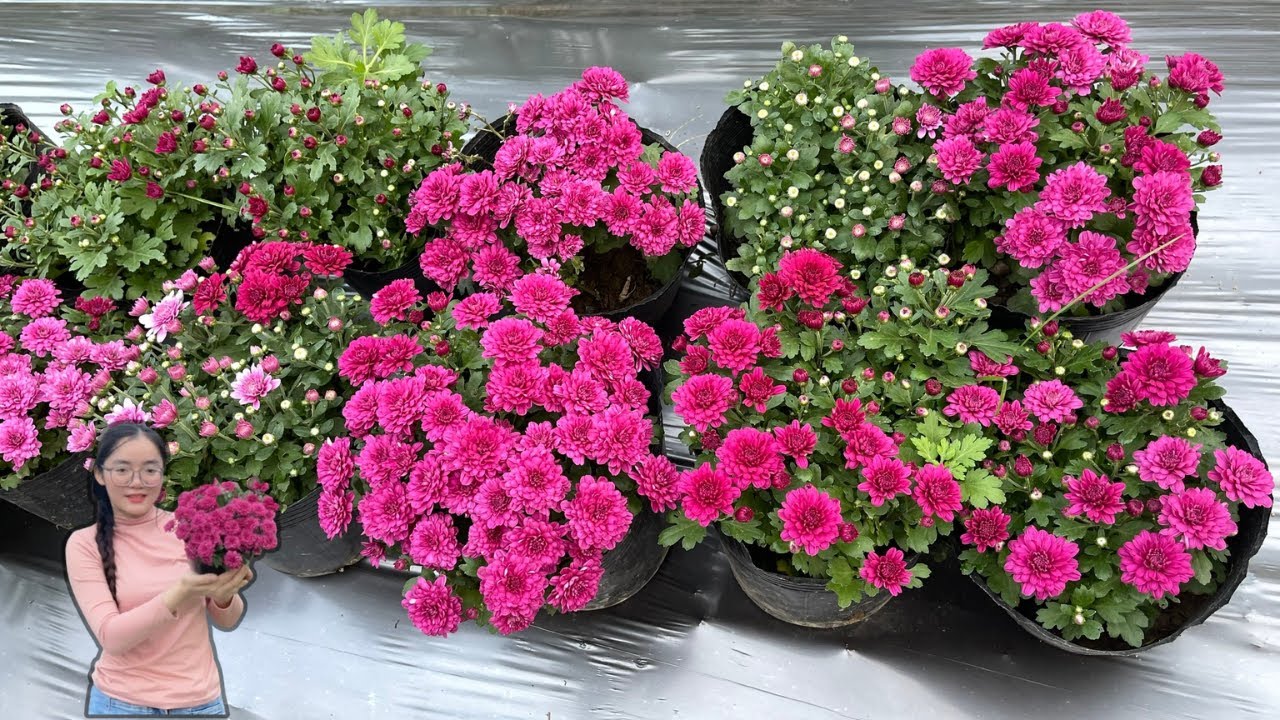 80 days of Planting and harvesting Chrysanthemums Morifolium DAISY