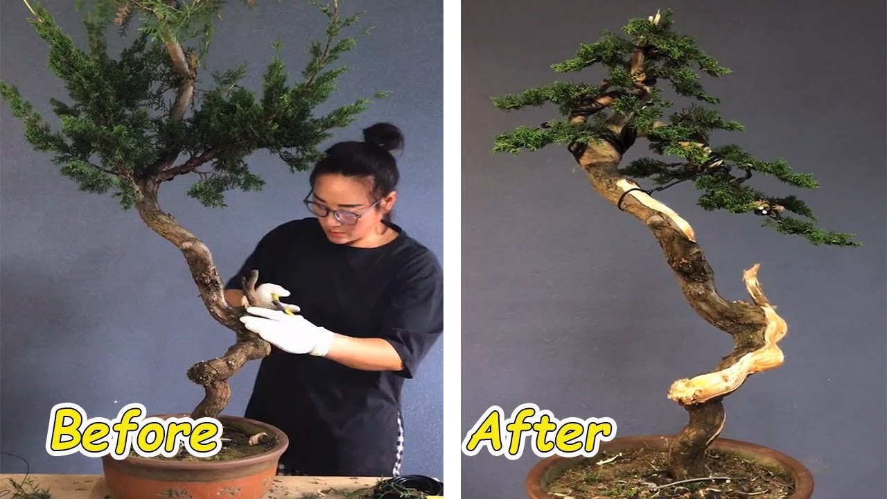 How to bend a bonsai great bonsai bending skills 67 YouTube
