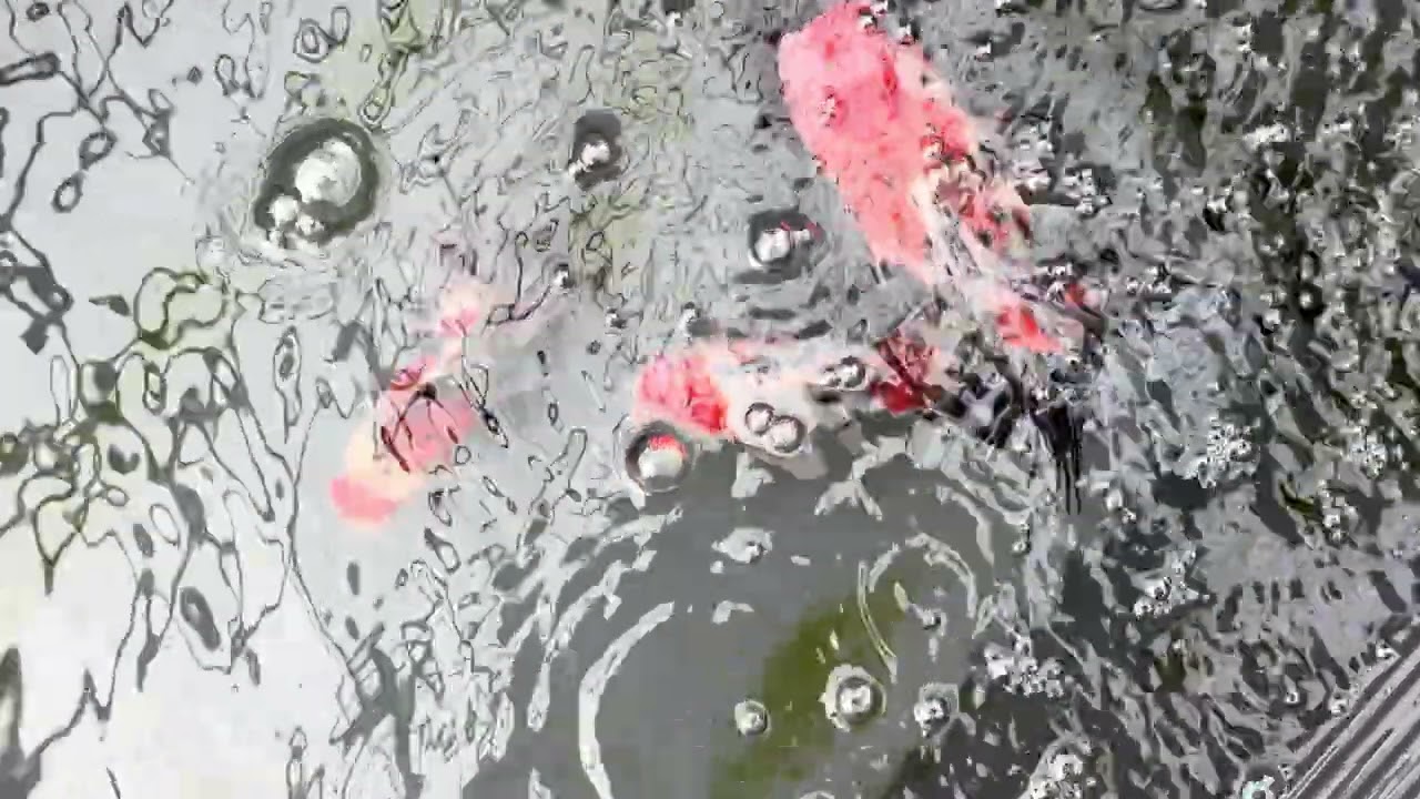 FRP①の床直しをしたら白点病？