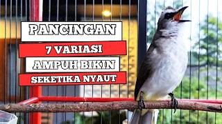 Trucukan Gacor Tarung Ropel Panjang Pancingan Trucukan Agar Bunyi Masteran Trucuk Gacor Emosi