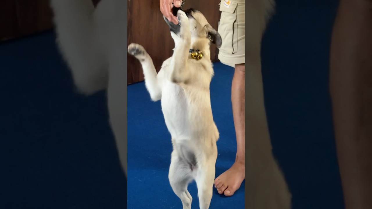 Little cute baby dog