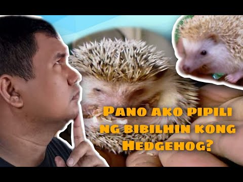 Mga Bagay na Dapat Tandaan Bago Bumili ng Hedgehog