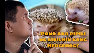 Mga Bagay na Dapat Tandaan Bago Bumili ng Hedgehog