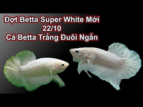 Video Supet White Betta | Đợt Cá Betta Trắng Mới | Betta... - youtube