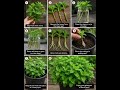 growing mint #garden #strawberry