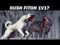 UJKU Gri Vs KANGALI Turk Kush është Më I Fortë ALB EXPLORER UJKU Gri Vs KANGALI Turk Kush është Më I Fortë ALB EXPLORER