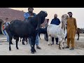 Biggest Beetal Bakra Farm of Dr Farukh Bashir Bhatti Sb #bakra #goat #mandi #cow_mandi #biggest_bull