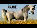 Os lindos e maravilhosos cavalos Árabes! | HorseTubeTV