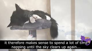 Cat diary - Cloudy days are for catnaps by Cat Diary - just sharing days of being a cat 125 views 1 month ago 51 seconds