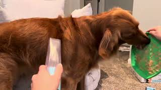 Uproot Pet Grooming Kit Review