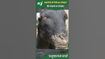 Sheep Goat भ ड बकर य म PPR Disease क लक षण व उपच र Pashupalan Paramyxovirus 