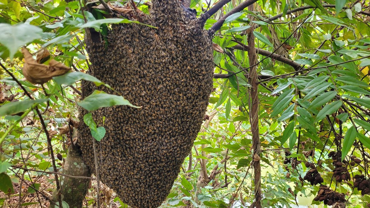 CAPTURA de ENXAME DE ABELHA GIGANTE no pé COLORAU 🐝