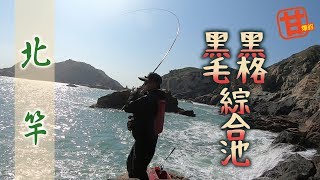 北竿！黑格黑毛綜合池× 爆釣甘