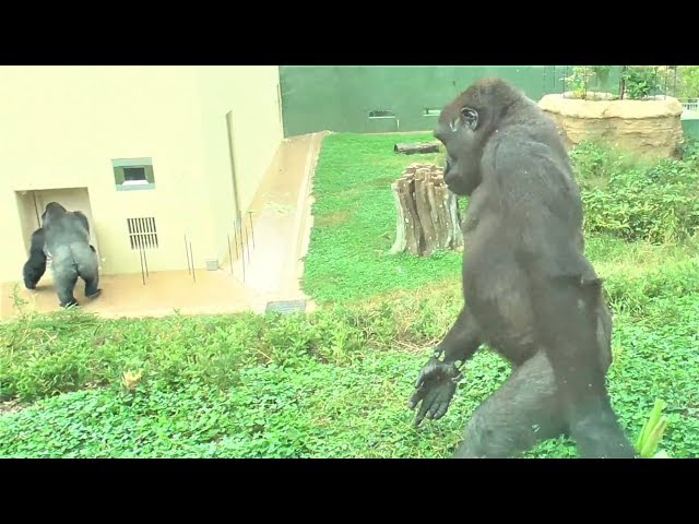 Gorilla family is energetic  - #7 Shabani Kiyomasa Nene Ai Annie ゴリラの家族は元気です シャバーニ、キヨマサ、アニー、アイ、ネネ class=