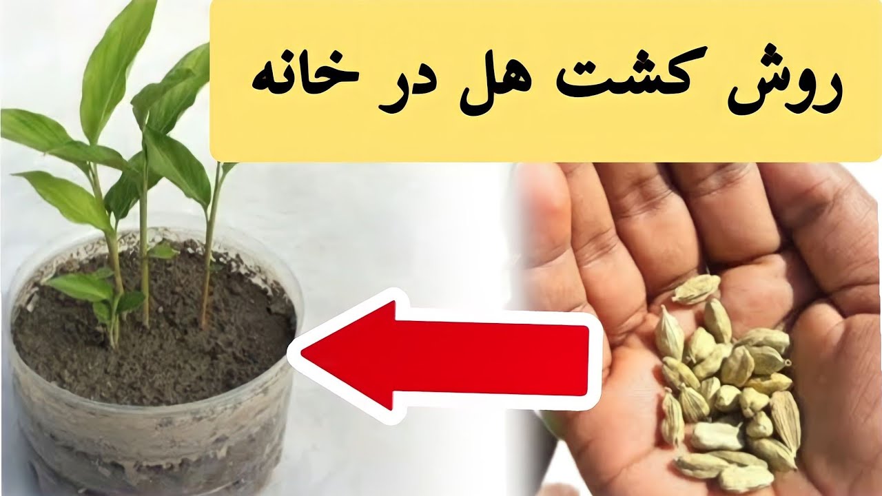 آموزش کاشت گندنه (تره) How To Grow Chives كيف تزرع الثوم المعمر