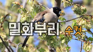 검은 두건을 쓴 밀화부리 수컷 ㅣ Chinese GrosbeakㅣKorean Bird ...