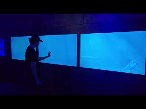 Great White Shark Breaks Glass