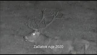 Jeleň,začiatok ruje 2020 a 2021