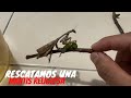 Tenemos una MANTIS RELIGIOSA