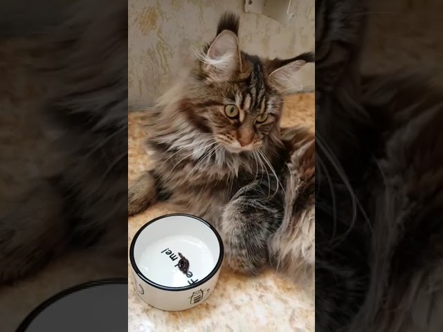 Витамины для беременных кошек мейн-кун