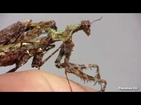 Moss Mantis mating