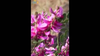 दतयचल नवलपरक चनर गत Ai Song