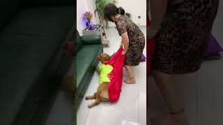 今生相伴，来生还要爱你继续 #funny #美女搞笑 #pets #goldenretriever