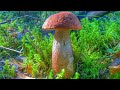Безумно красивые подосиновики в смешанном лесу | Осенний сбор благородных грибов | Сентябрь 2020