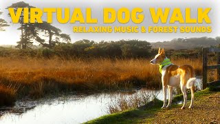 [NO ADS] Видео Для Собак 🌲 Собака гуляет по лесу под звуки природы 🐕 Расслабляющая Музыка Для Собак