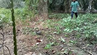 Jerat Ruak Ruak Suara Burung Ruak Ruakpikat Ruak Ruakcara Cari Burung Ruak Ruak.