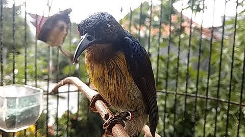 Masteran Burung Kolibri Kelapa Atau Kolibri Manggar GACOR NEMBAK